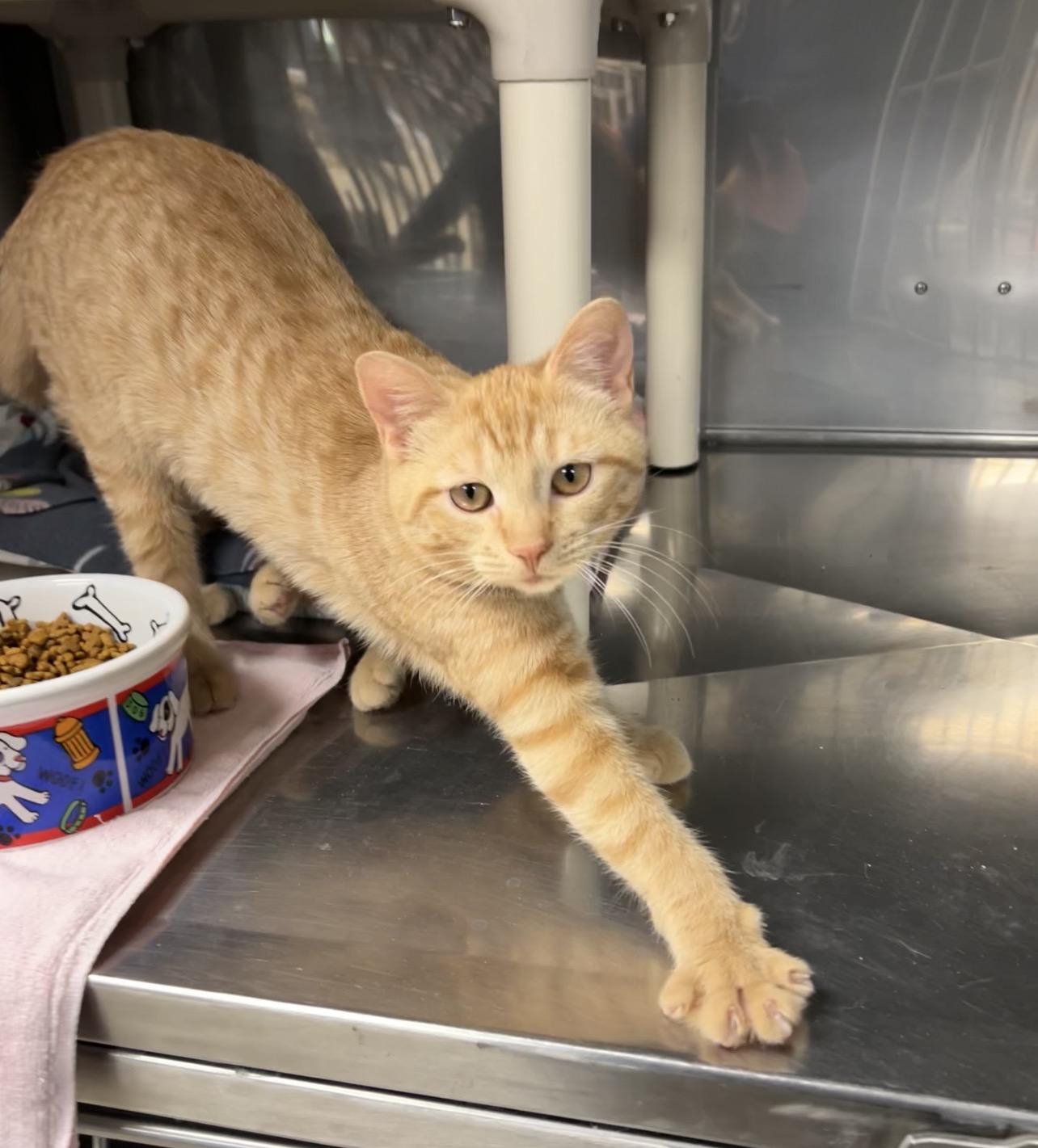 Enlarge Fuji and Gala (bonded pair), an adopted Domestic Short Hair in Montville, NJ image 5/6