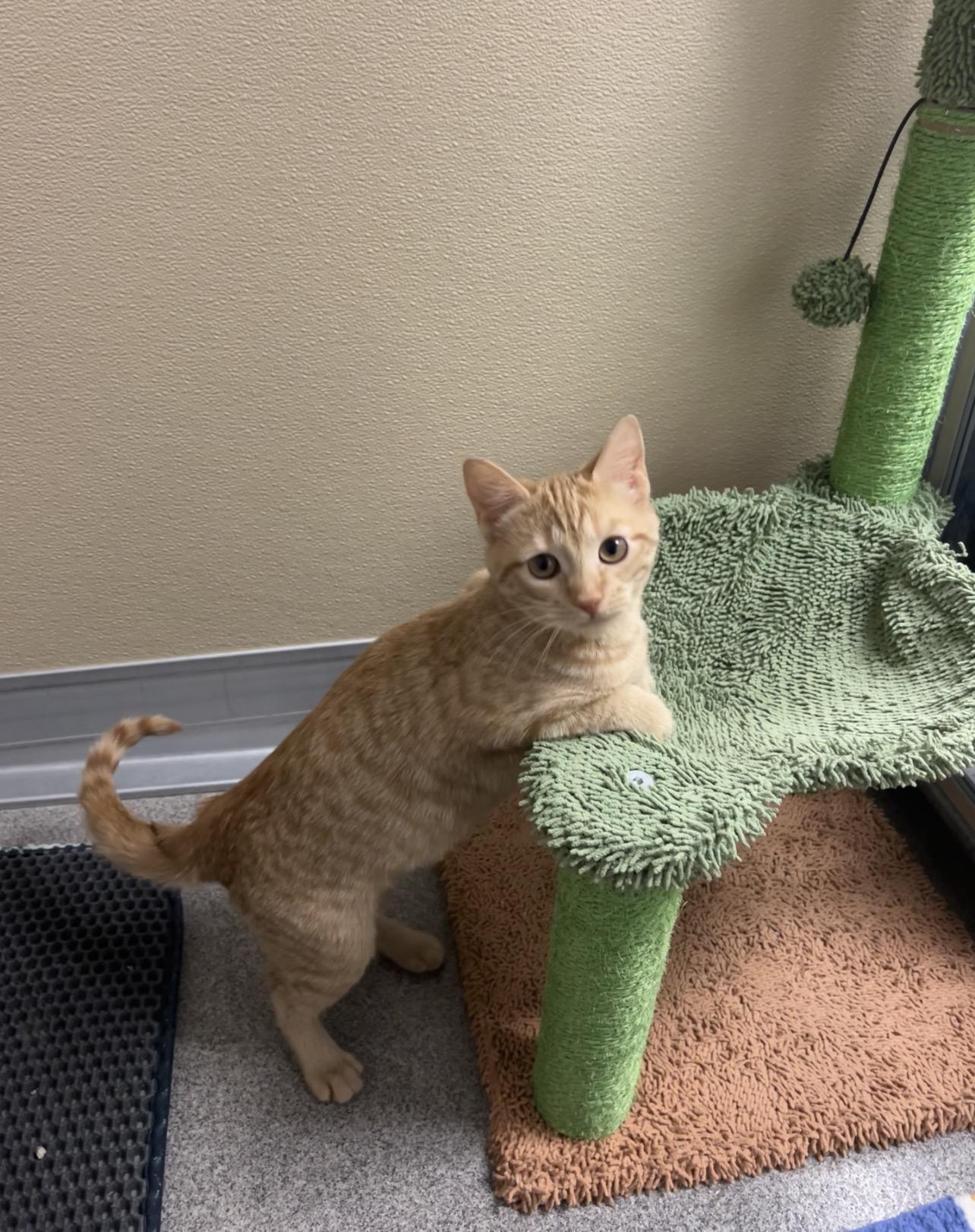 Enlarge Fuji and Gala (bonded pair), an adopted Domestic Short Hair in Montville, NJ image 4/6