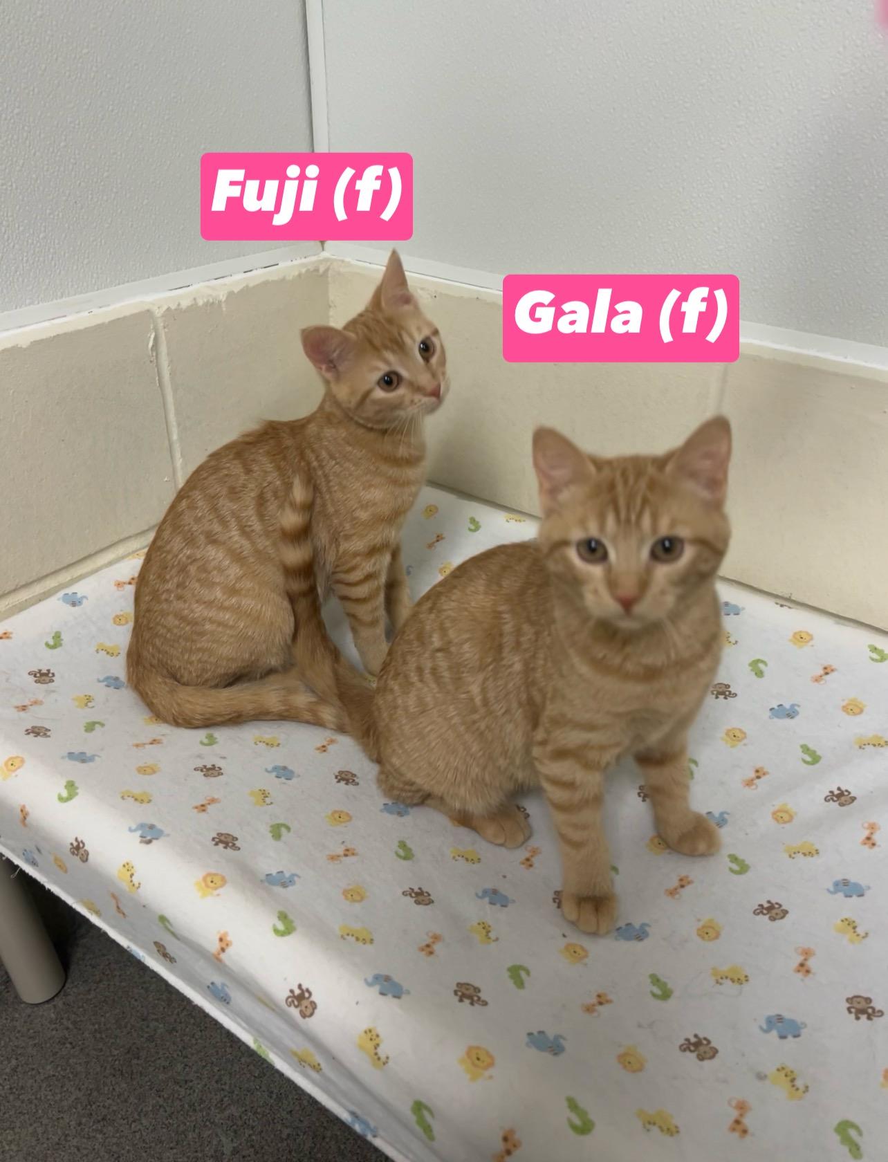 Enlarge Fuji and Gala (bonded pair), an adopted Domestic Short Hair in Montville, NJ image 1/6