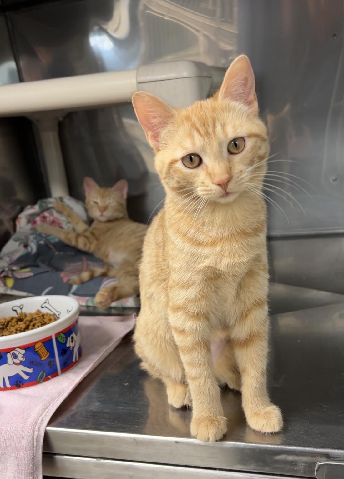 Enlarge Fuji and Gala (bonded pair), an adopted Domestic Short Hair in Montville, NJ image 6/6