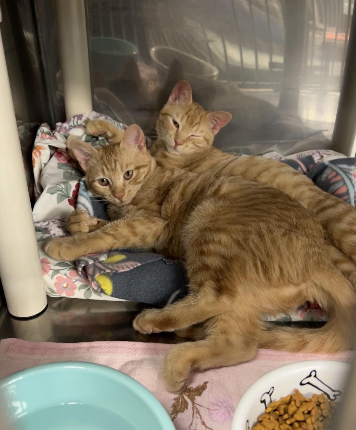 Enlarge Fuji and Gala (bonded pair), an adopted Domestic Short Hair in Montville, NJ image 2/6