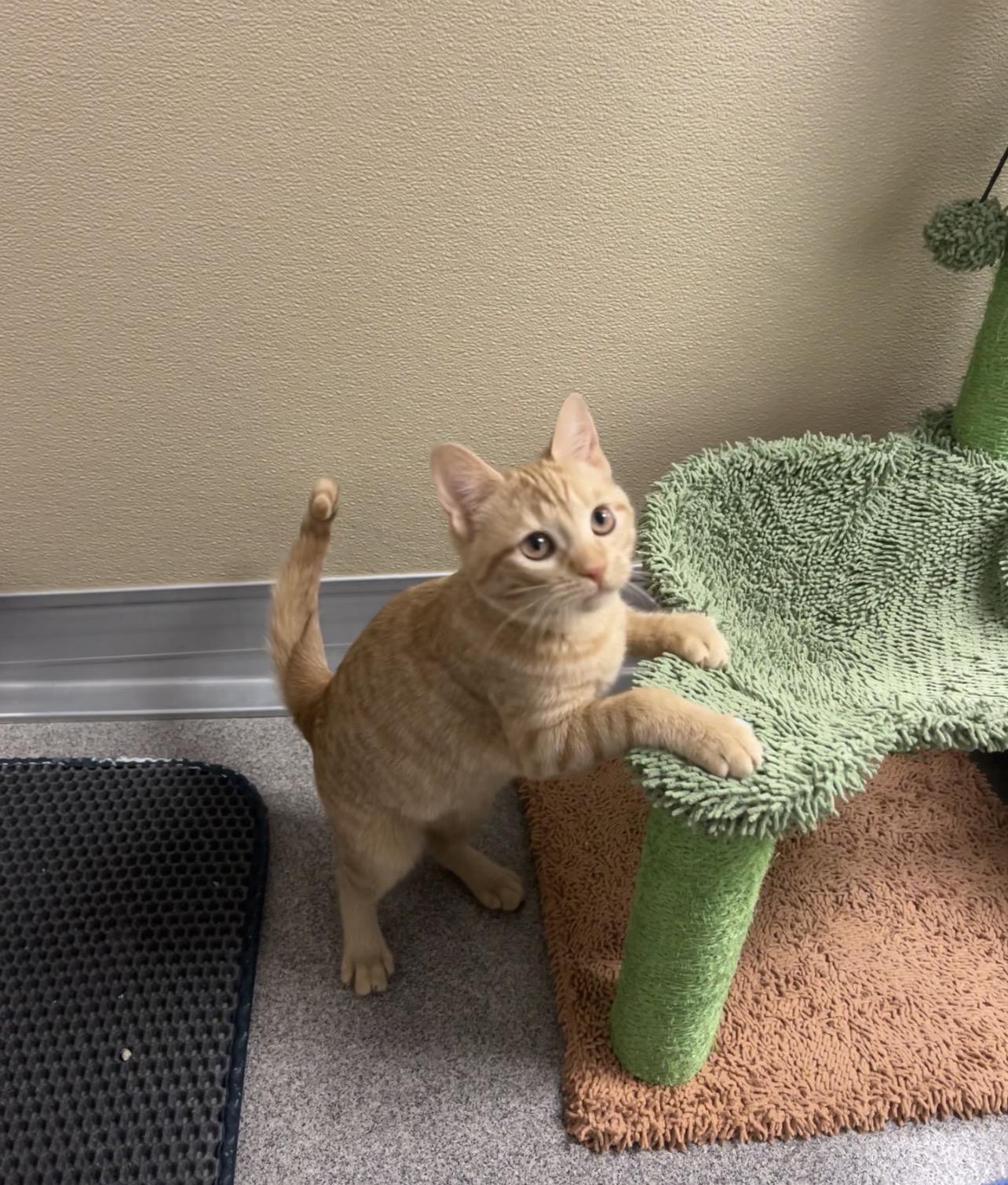 Enlarge Fuji and Gala (bonded pair), an adopted Domestic Short Hair in Montville, NJ image 3/6