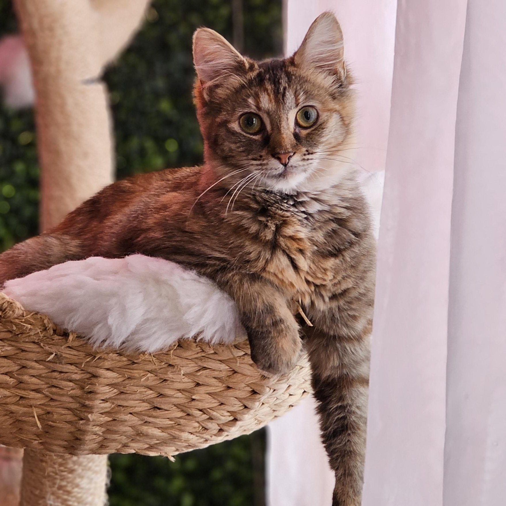 Penny, Adoptable, Kitten Female Domestic Short Hair.