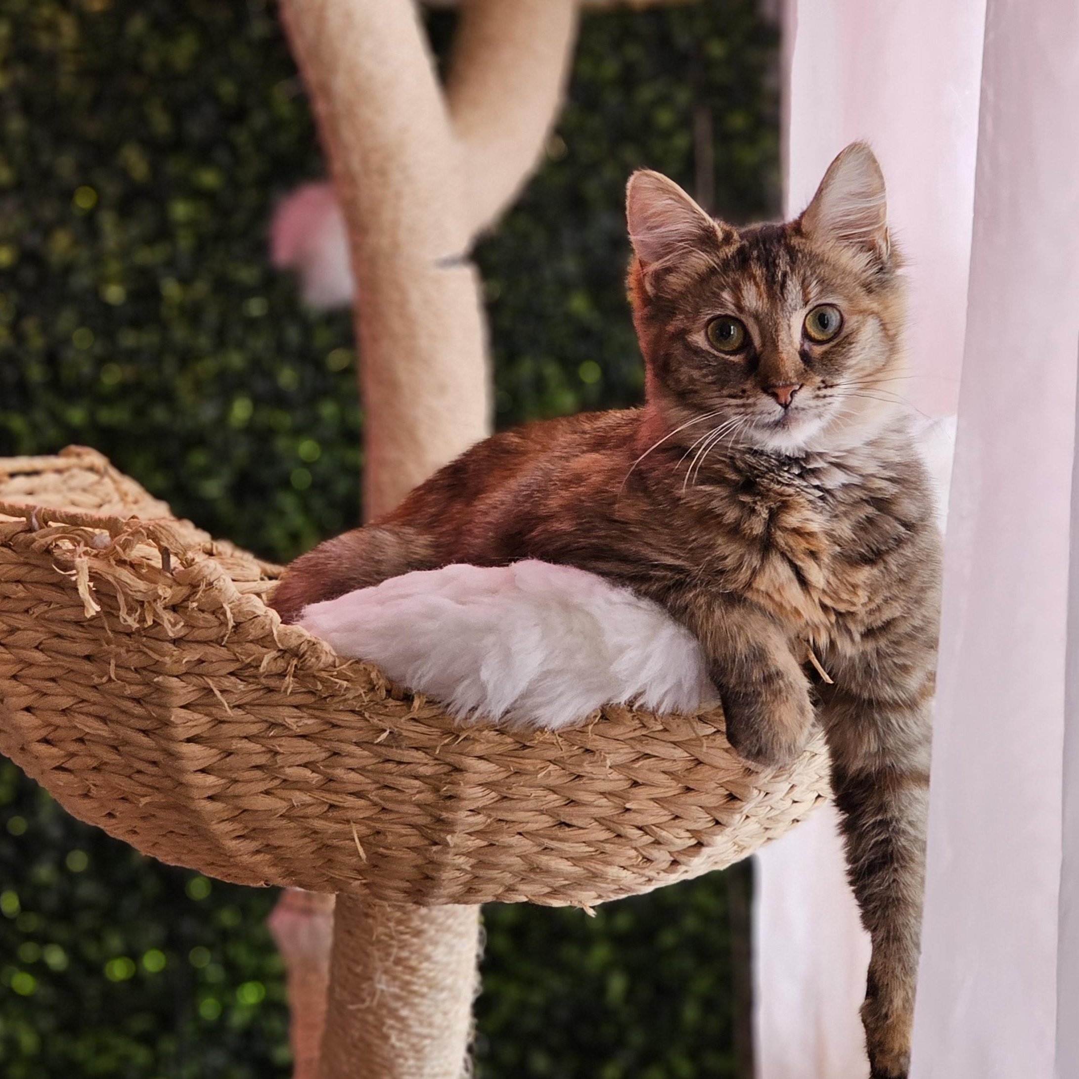 Penny, Adoptable, Kitten Female Domestic Short Hair.