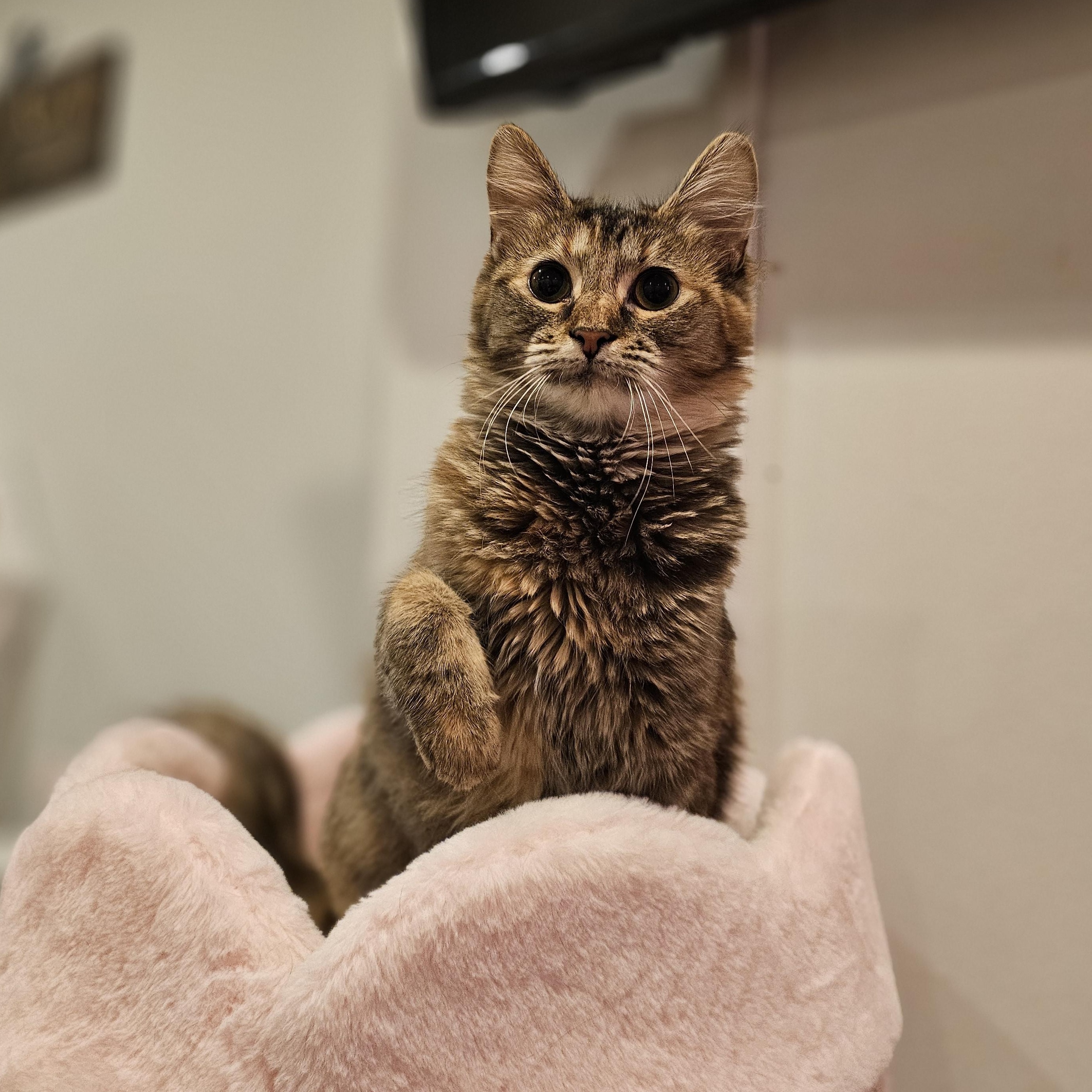 Enlarge Penny, a Adoptable Domestic Short Hair in Philadelphia, PA image 5/6