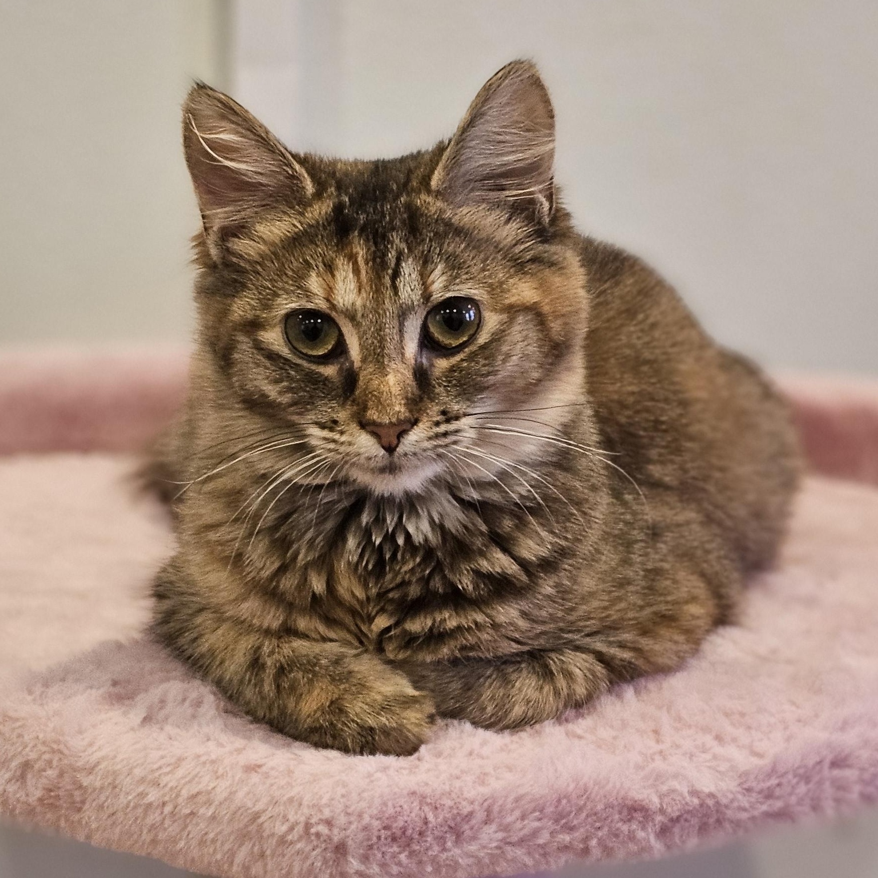 Enlarge Penny, a Adoptable Domestic Short Hair in Philadelphia, PA image 4/6