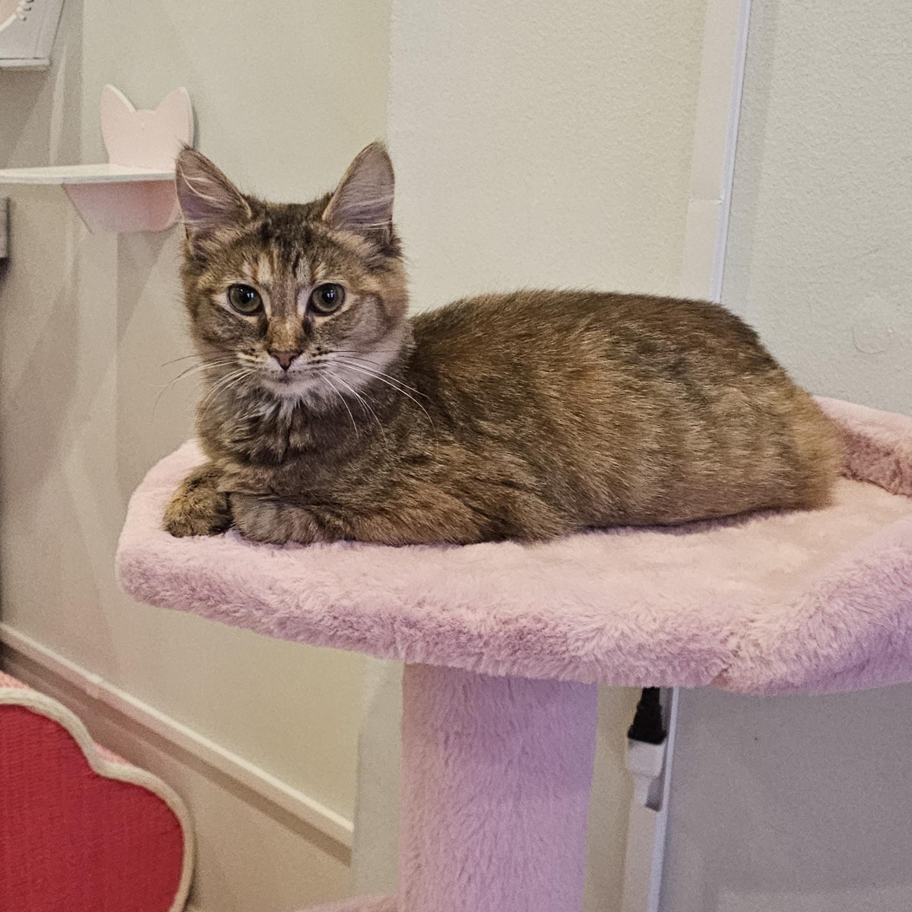 Enlarge Penny, a Adoptable Domestic Short Hair in Philadelphia, PA image 2/6