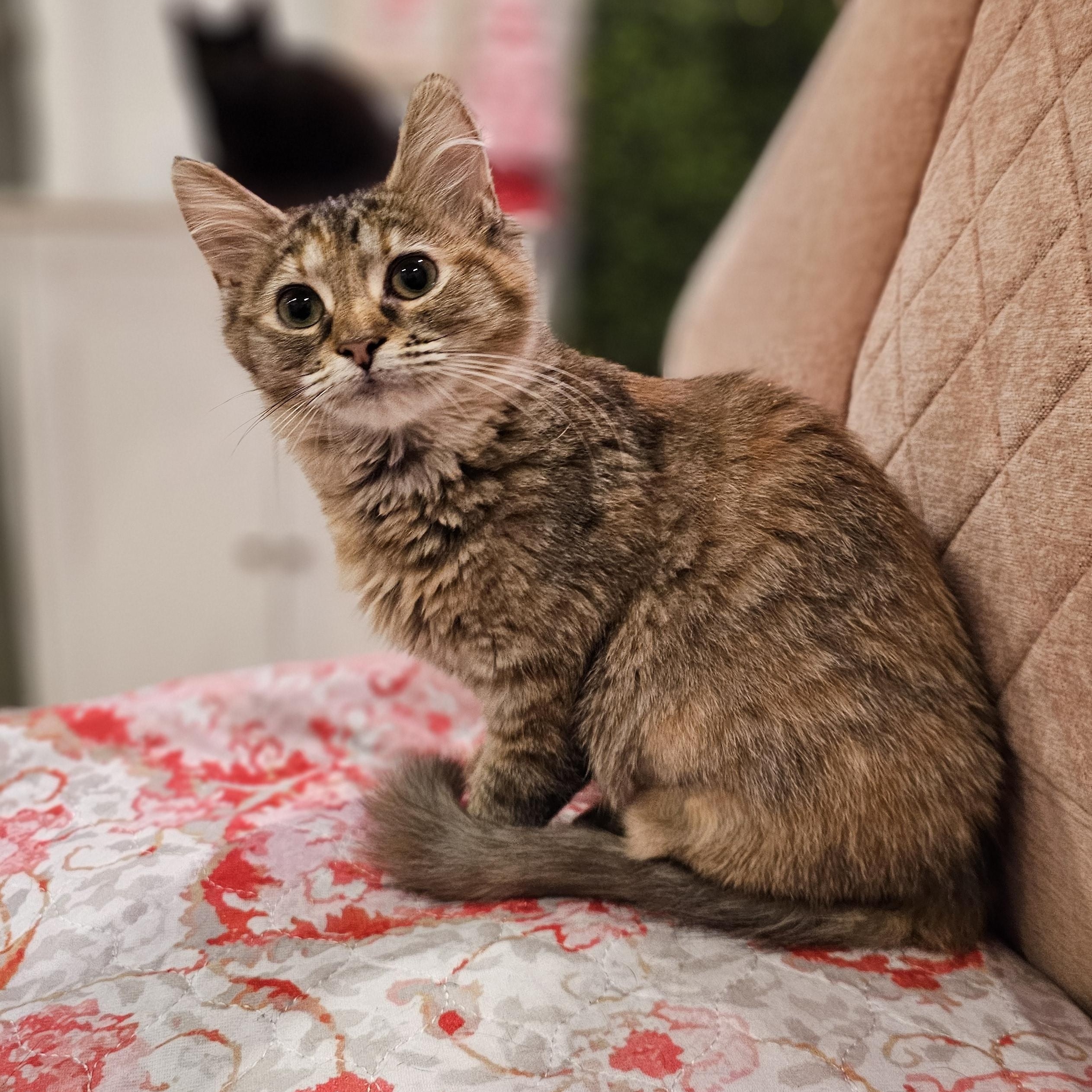 Enlarge Penny, a Adoptable Domestic Short Hair in Philadelphia, PA image 3/6