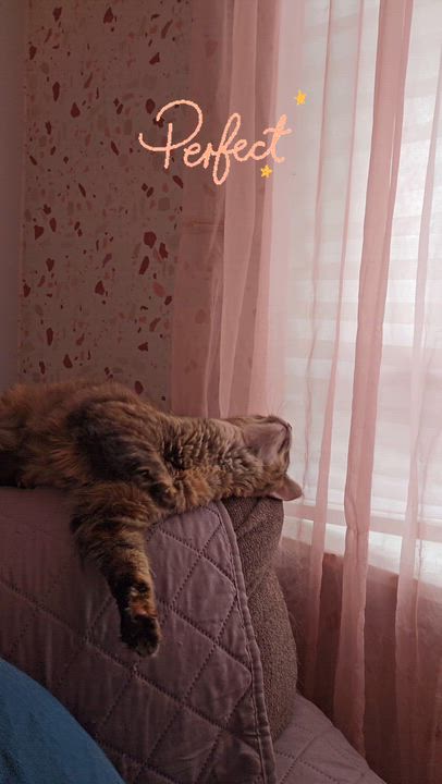 Enlarge Penny, a Adoptable Domestic Short Hair in Philadelphia, PA video 6/6