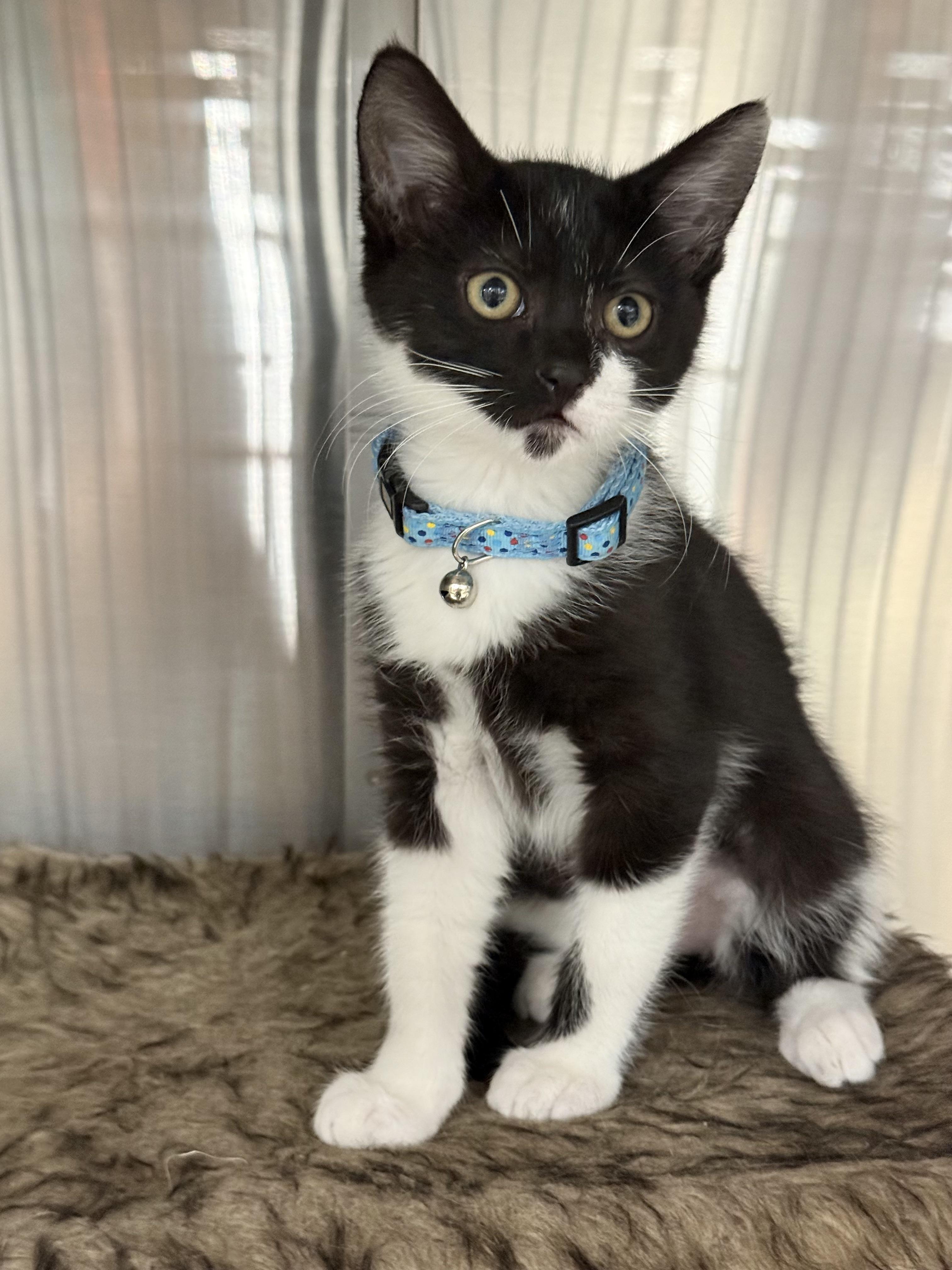 Enlarge Figaro, a Adopted Domestic Short Hair in South Pasadena, CA image 1/1