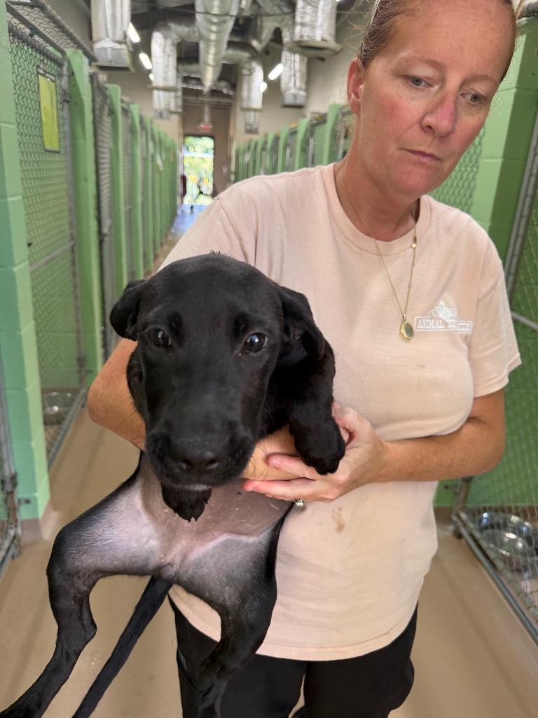 Enlarge Greenbean, a Adoptable mixed breed in Nacogdoches, TX image 1/1