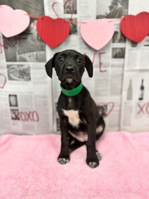 Enlarge Vienna, a Adoptable mixed breed in Berkeley Heights, NJ image 1/6