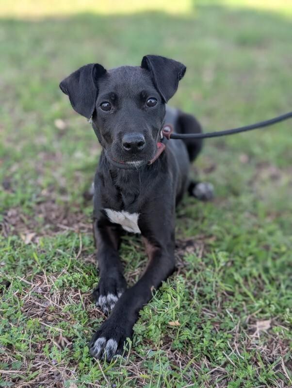 Enlarge Vienna, a Adoptable mixed breed in Berkeley Heights, NJ image 2/6