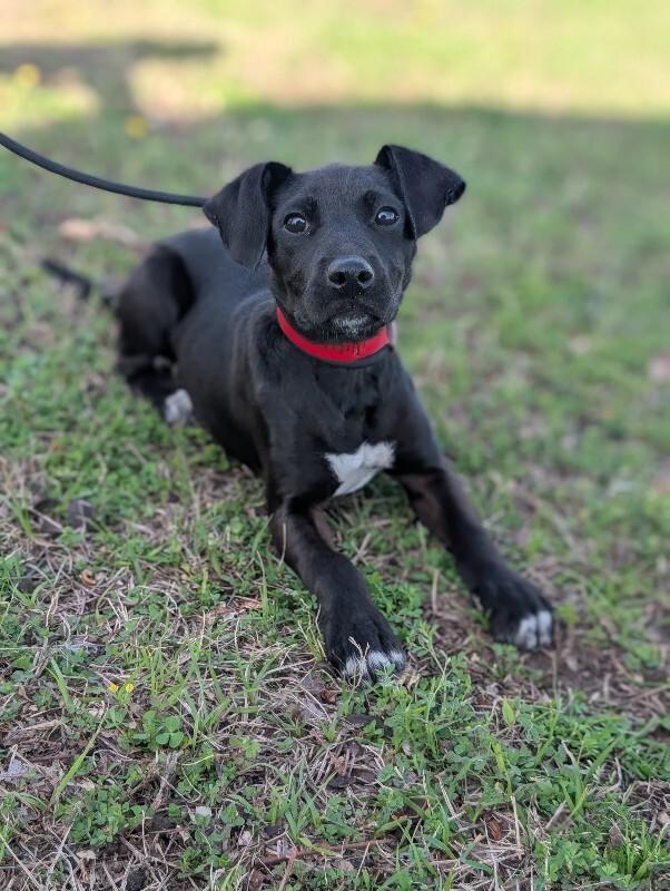 Enlarge Vienna, a Adoptable mixed breed in Berkeley Heights, NJ image 3/6