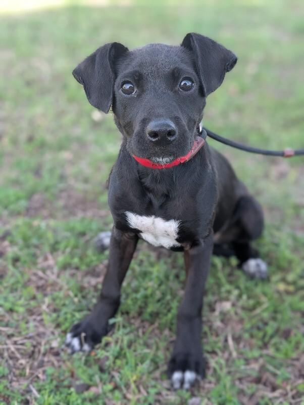 Enlarge Vienna, a Adoptable mixed breed in Berkeley Heights, NJ image 4/6