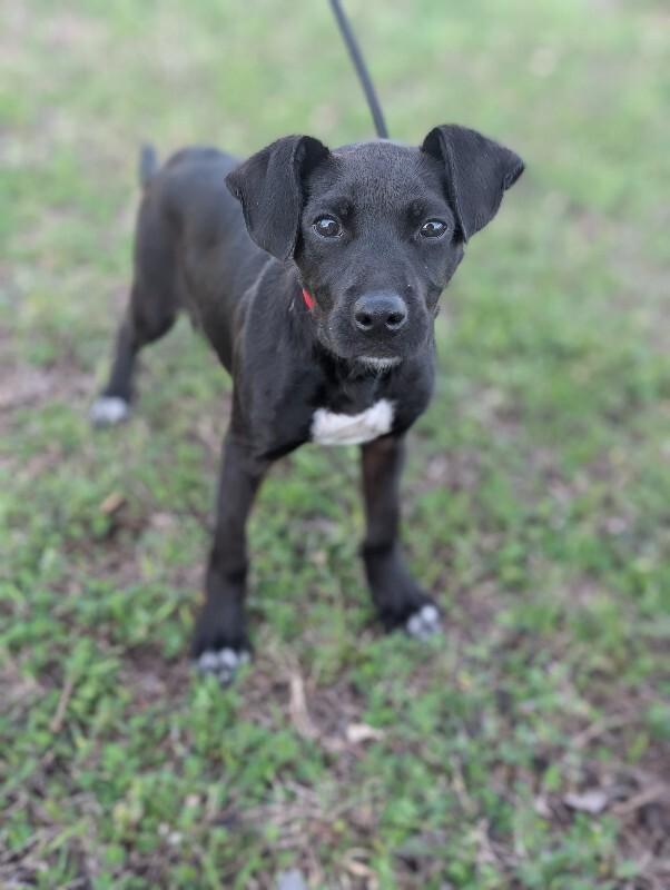 Enlarge Vienna, a Adoptable mixed breed in Berkeley Heights, NJ image 5/6