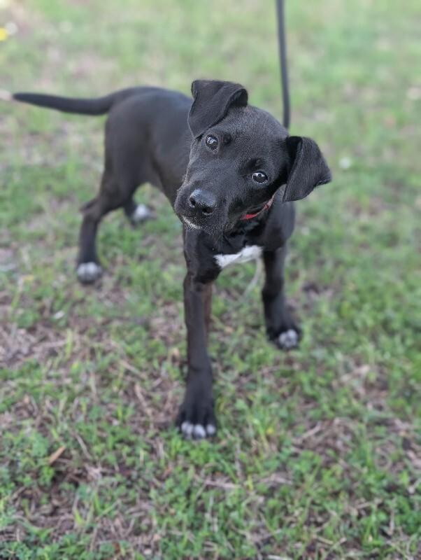 Enlarge Vienna, a Adoptable mixed breed in Berkeley Heights, NJ image 6/6