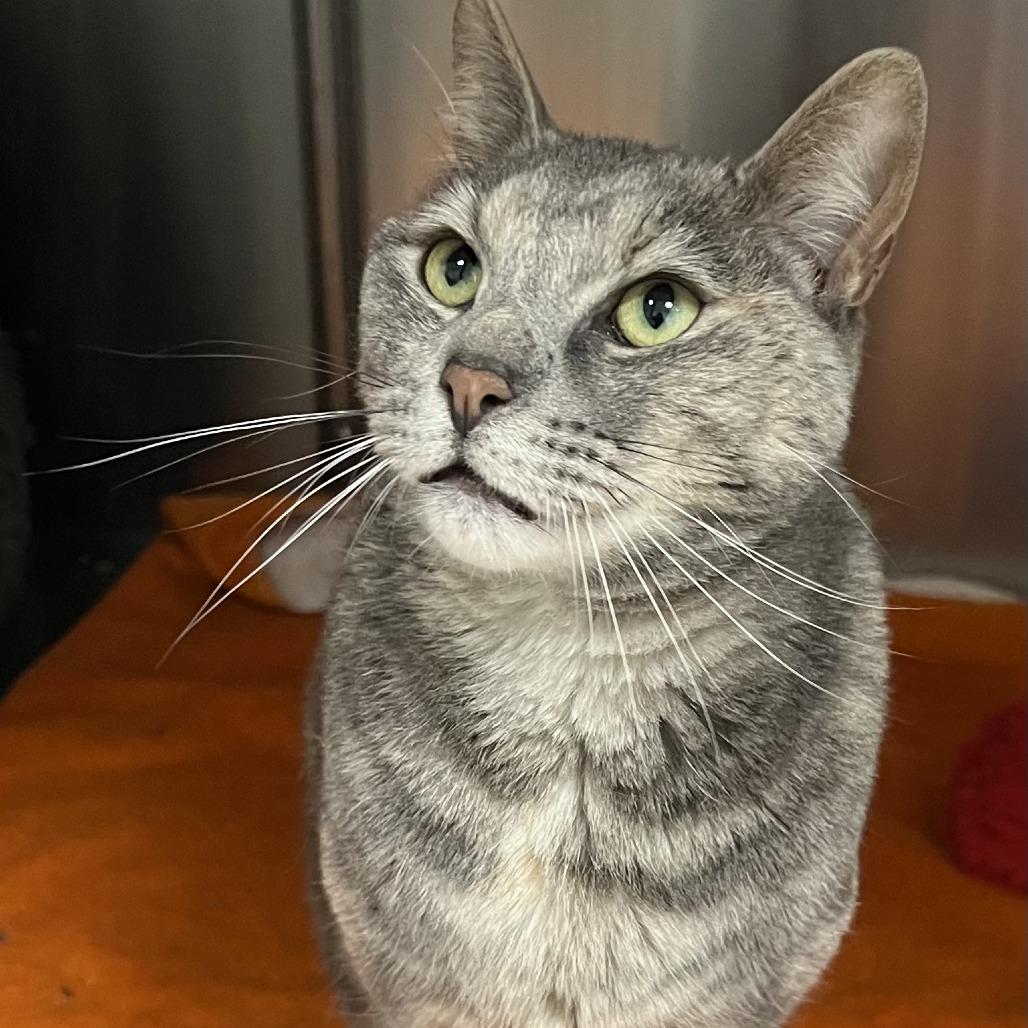 Tina, a Adoptable Domestic Short Hair in Ballston Spa, NY image 1/6