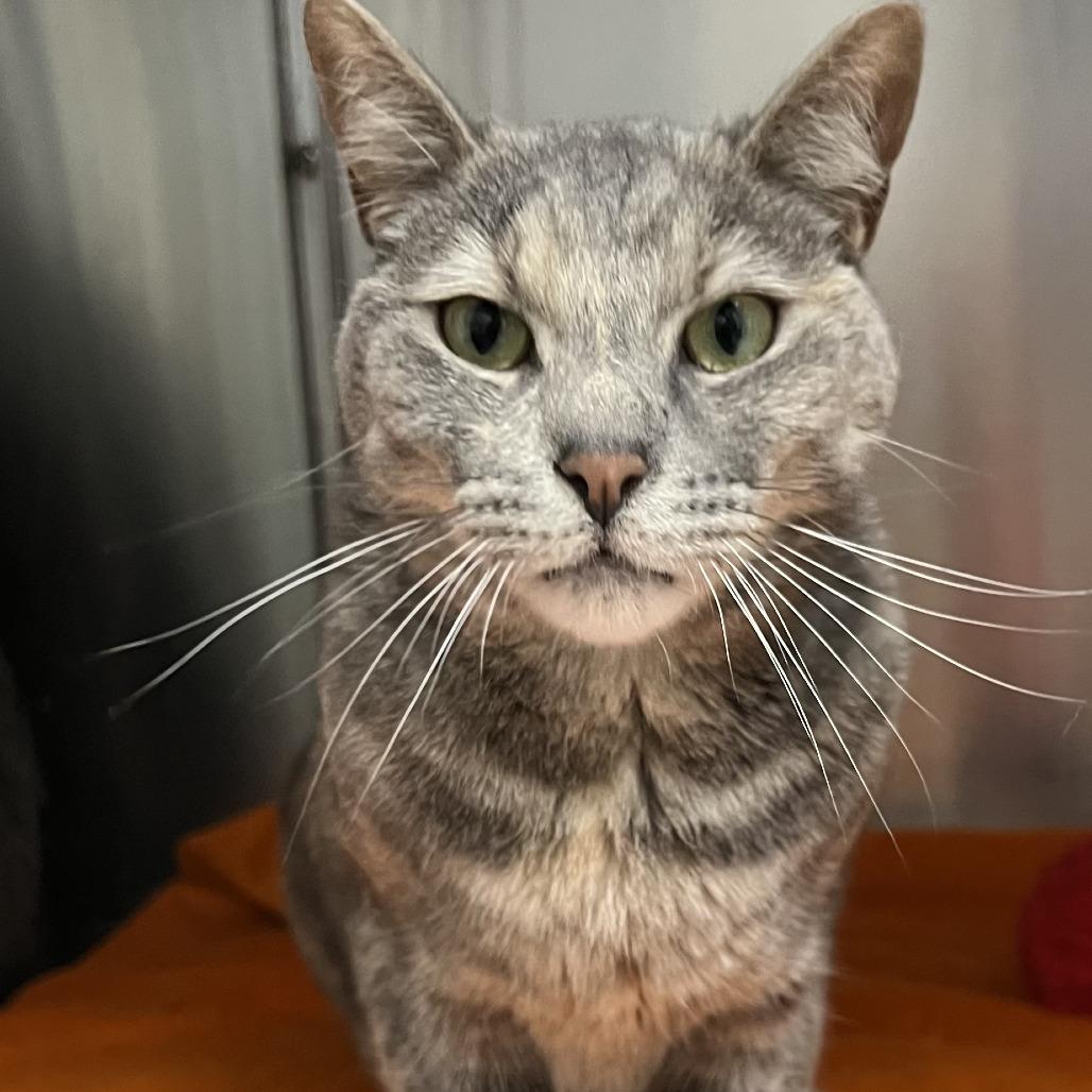 Tina, a Adoptable Domestic Short Hair in Ballston Spa, NY image 2/6