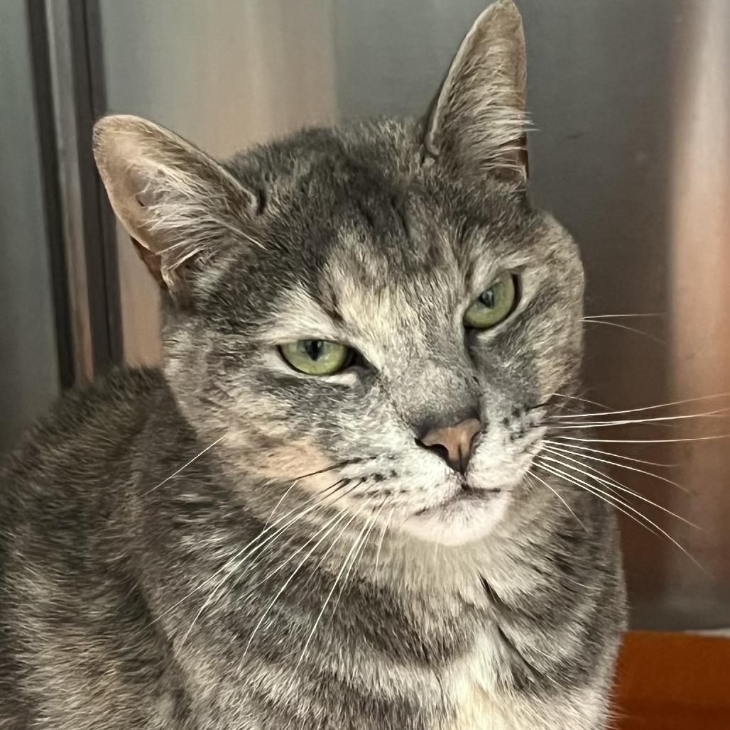 Tina, a Adoptable Domestic Short Hair in Ballston Spa, NY image 3/6