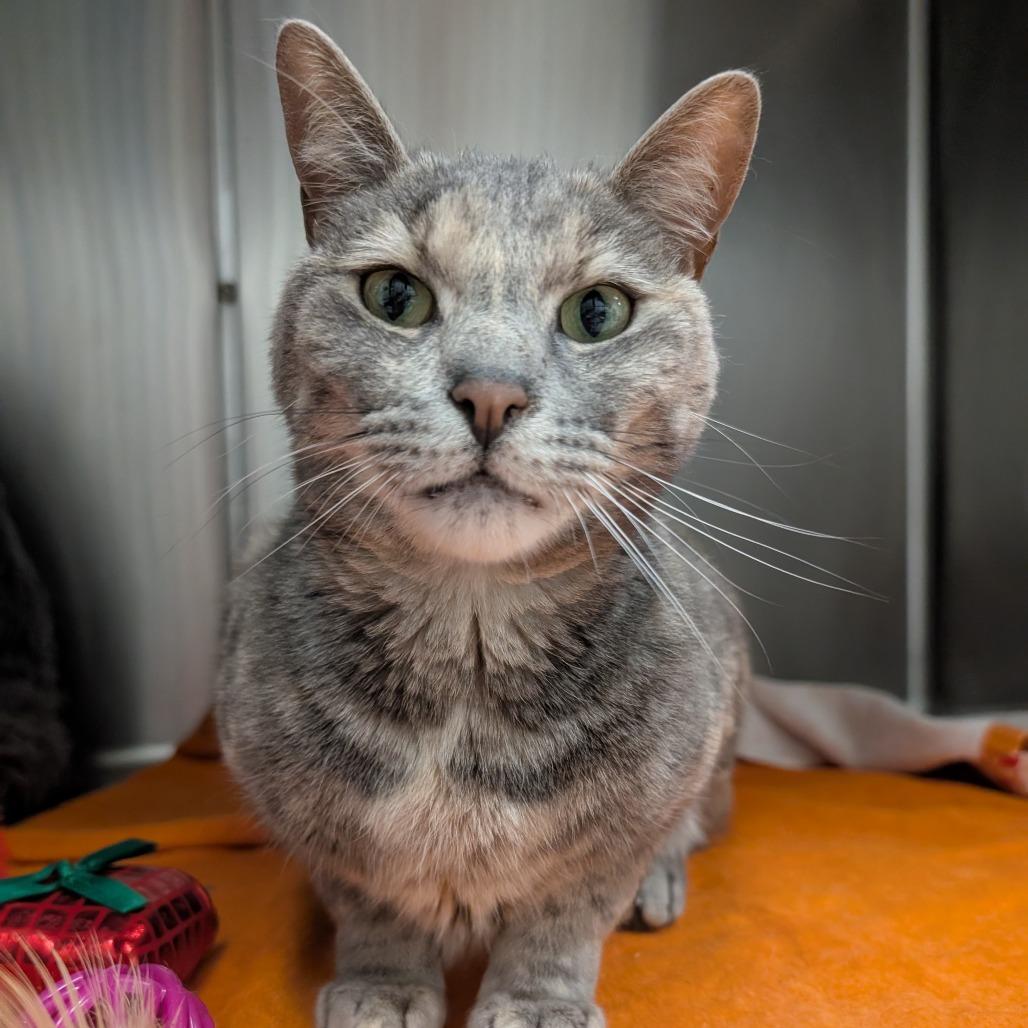 Tina, a Adoptable Domestic Short Hair in Ballston Spa, NY image 4/6