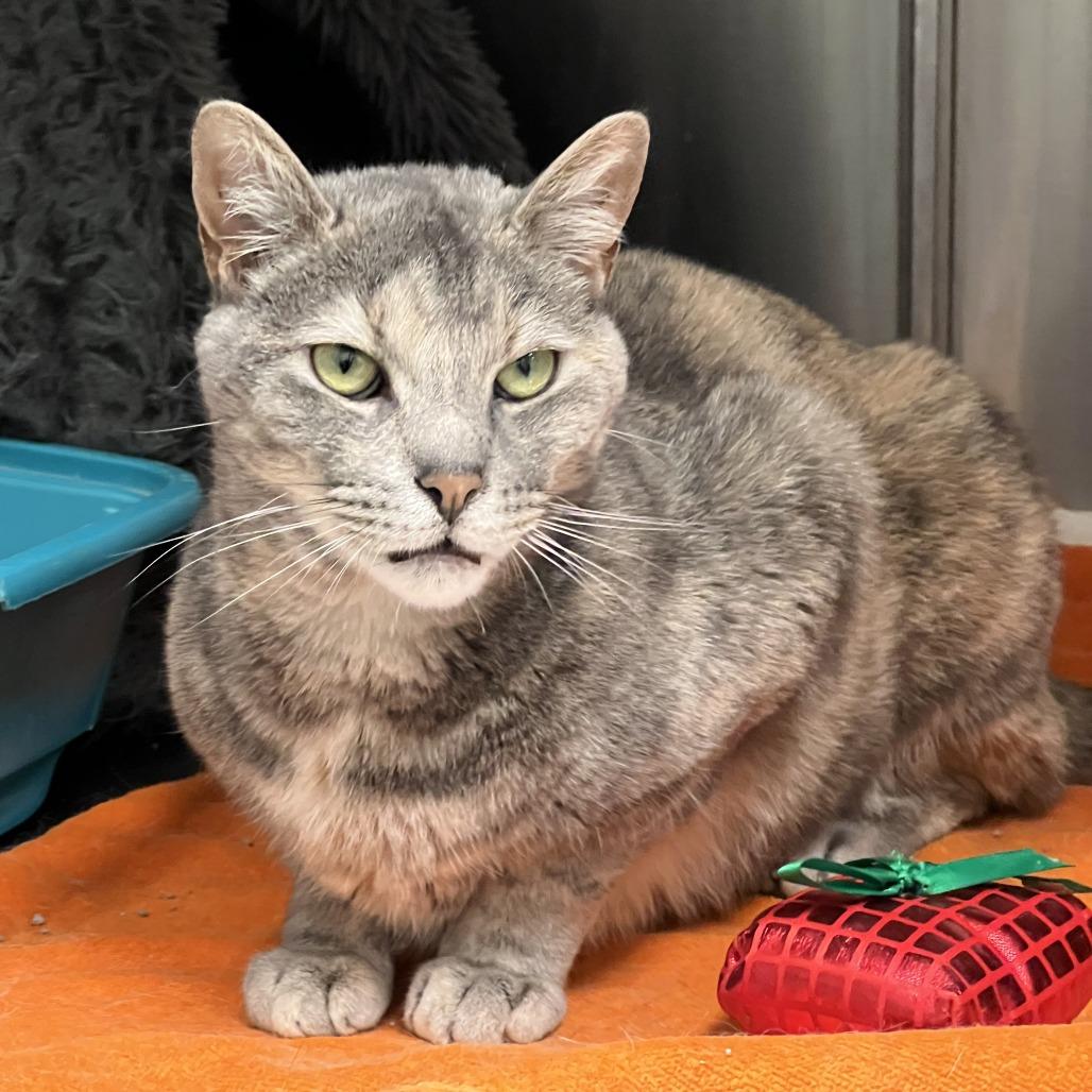 Tina, a Adoptable Domestic Short Hair in Ballston Spa, NY image 5/6