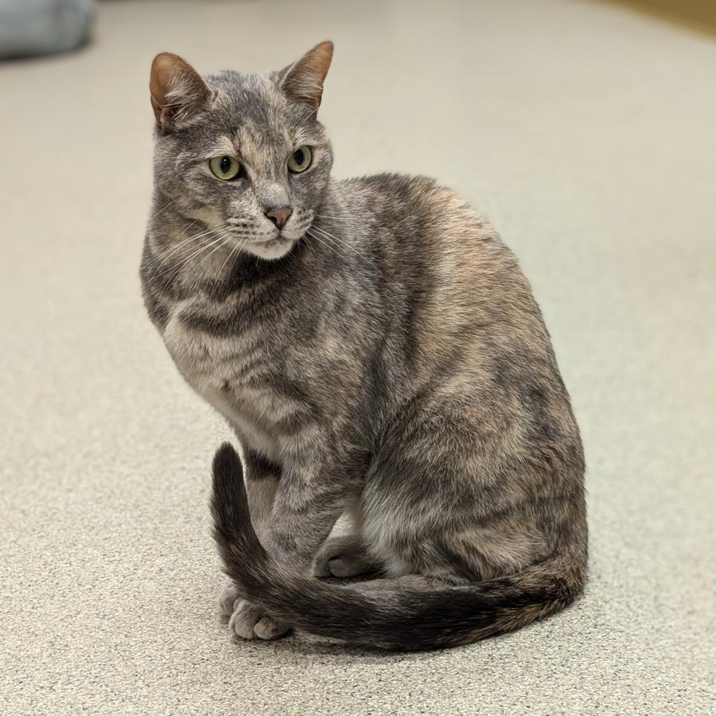 Tina, a Adoptable Domestic Short Hair in Ballston Spa, NY image 6/6