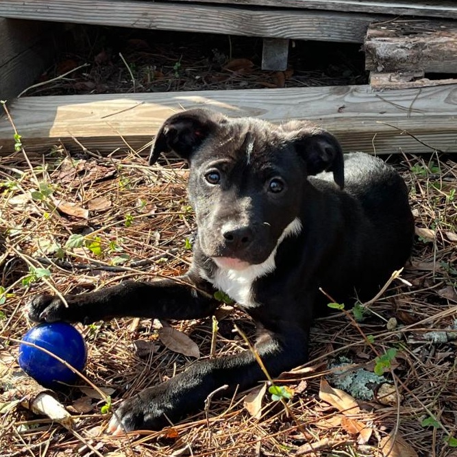 Enlarge Jet, a Adoptable mixed breed in Tahlequah, OK image 1/4