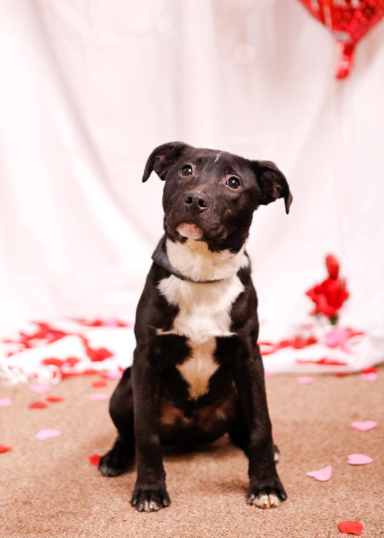 Enlarge Jet, an adopted mixed breed in Tahlequah, OK image 1/5