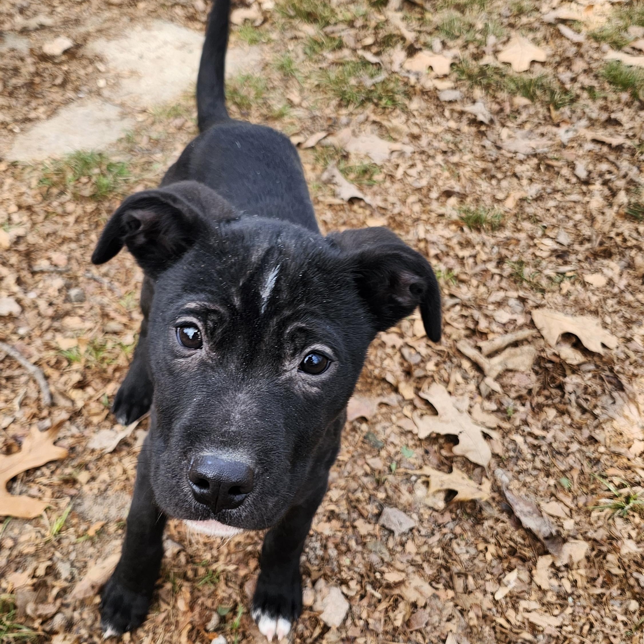 Enlarge Jet, a Adoptable mixed breed in Tahlequah, OK image 4/4