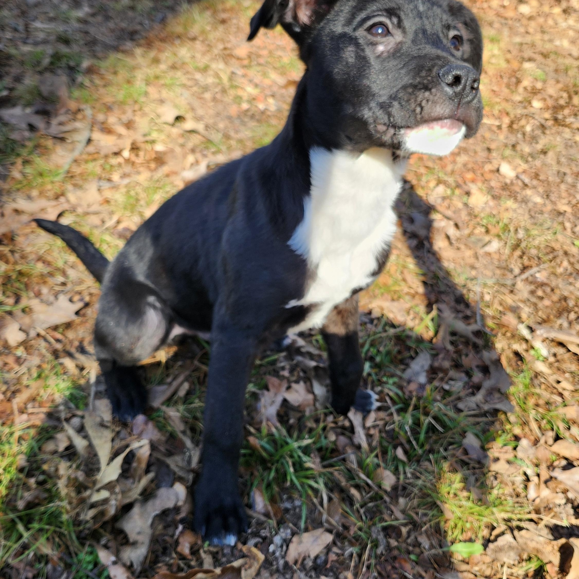 Enlarge Jet, a Adoptable mixed breed in Tahlequah, OK image 2/4