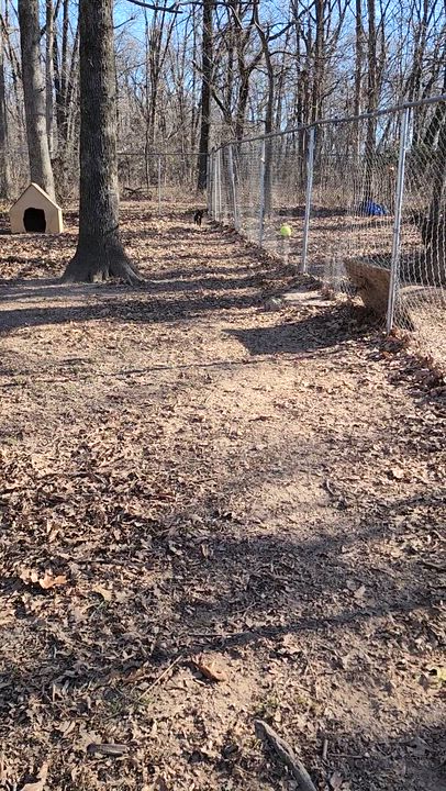 Enlarge Jet, an adopted mixed breed in Tahlequah, OK video 5/5