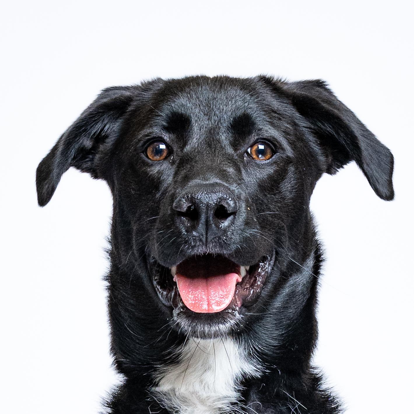 Noreen, Adoptable, Young Female Black Labrador Retriever.
