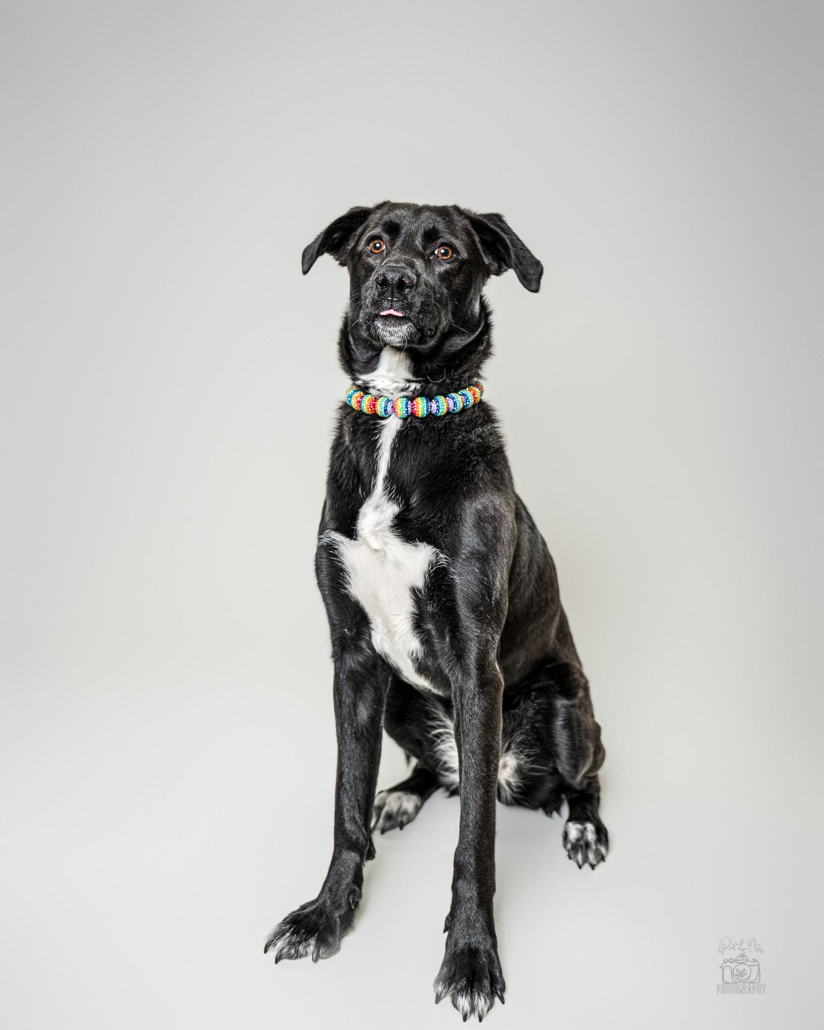 Noreen, an adoptable mixed breed in Itasca, IL image 4/6