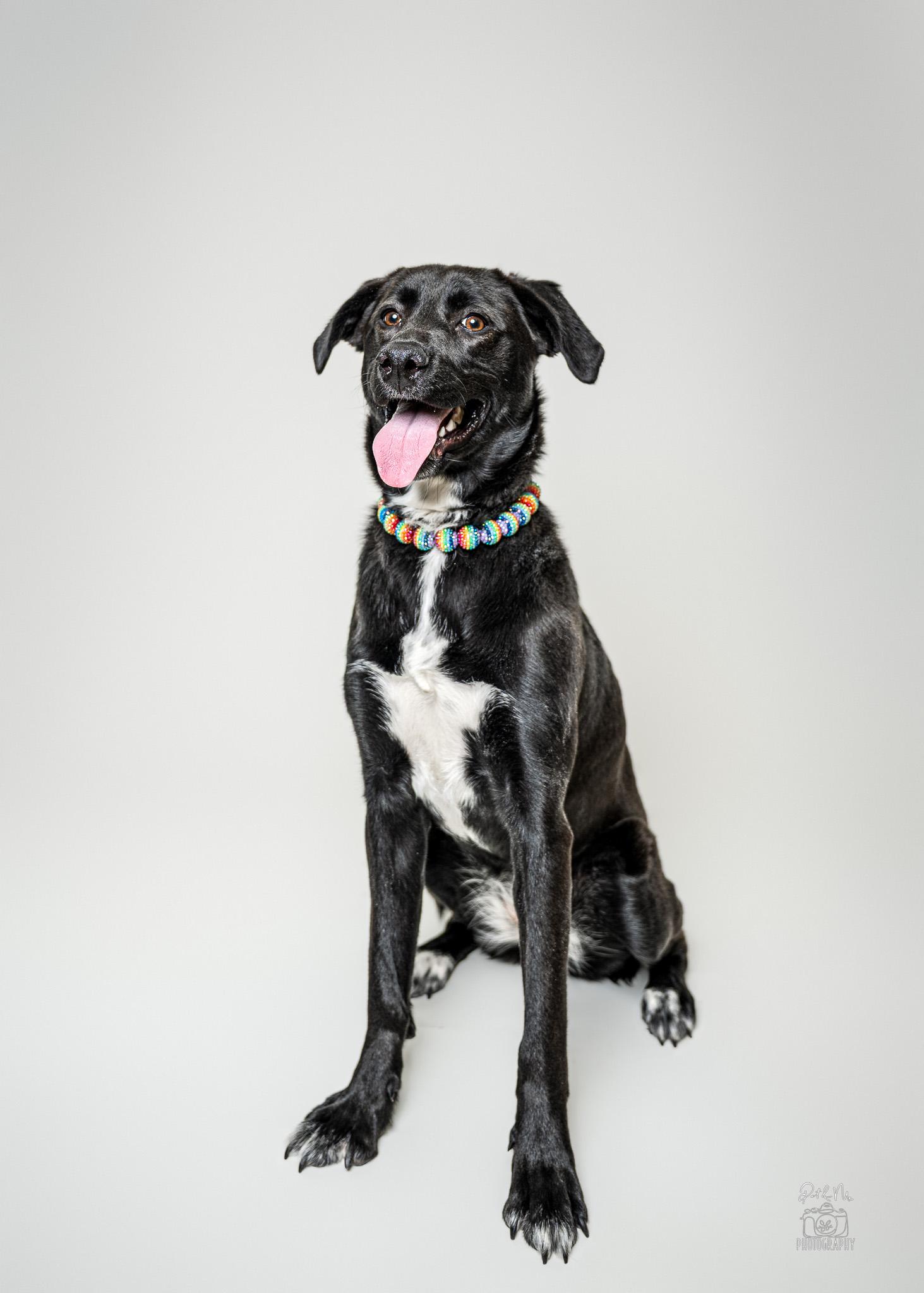 Noreen, an adoptable mixed breed in Itasca, IL image 2/6
