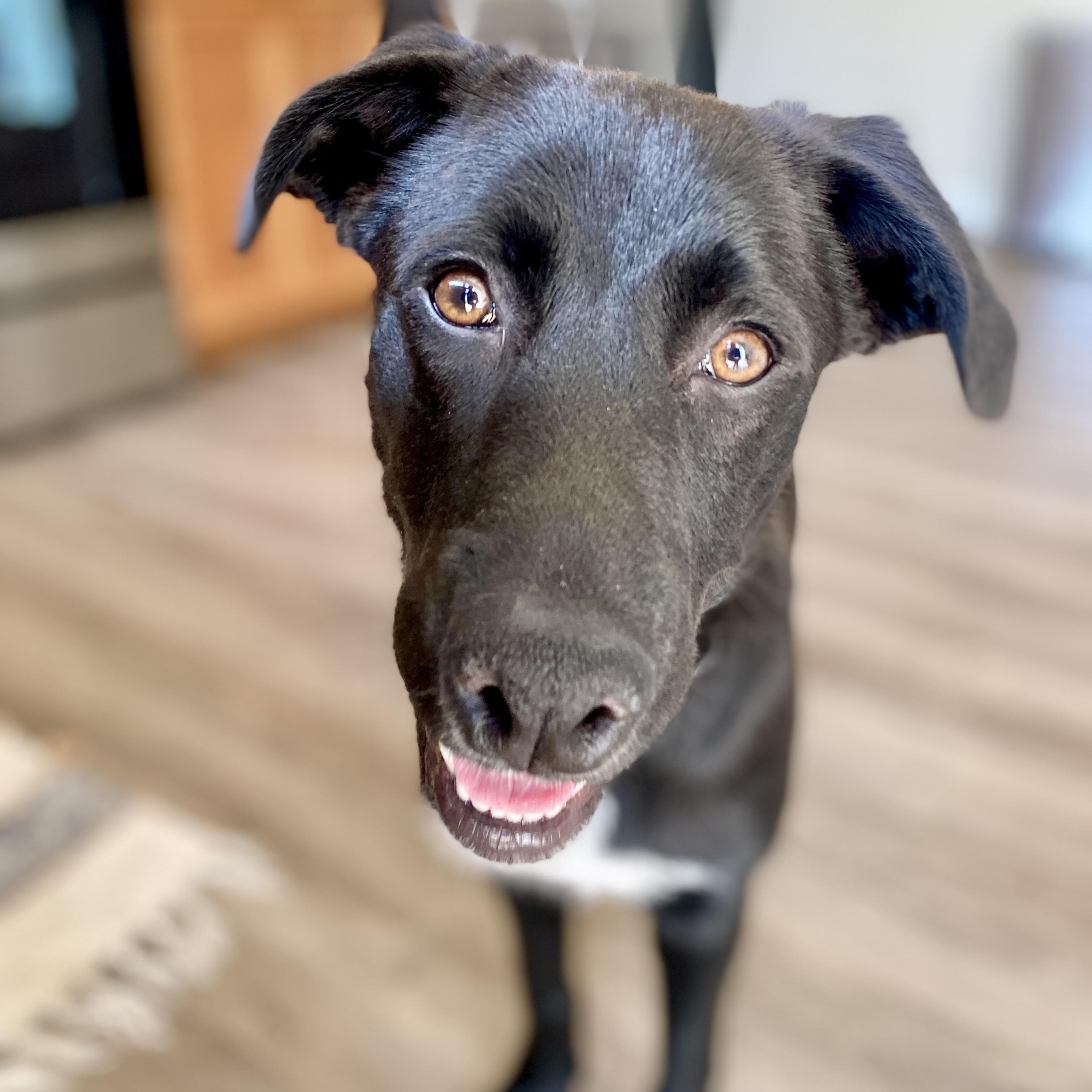 Noreen, a Adoptable mixed breed in Itasca, IL image 3/6