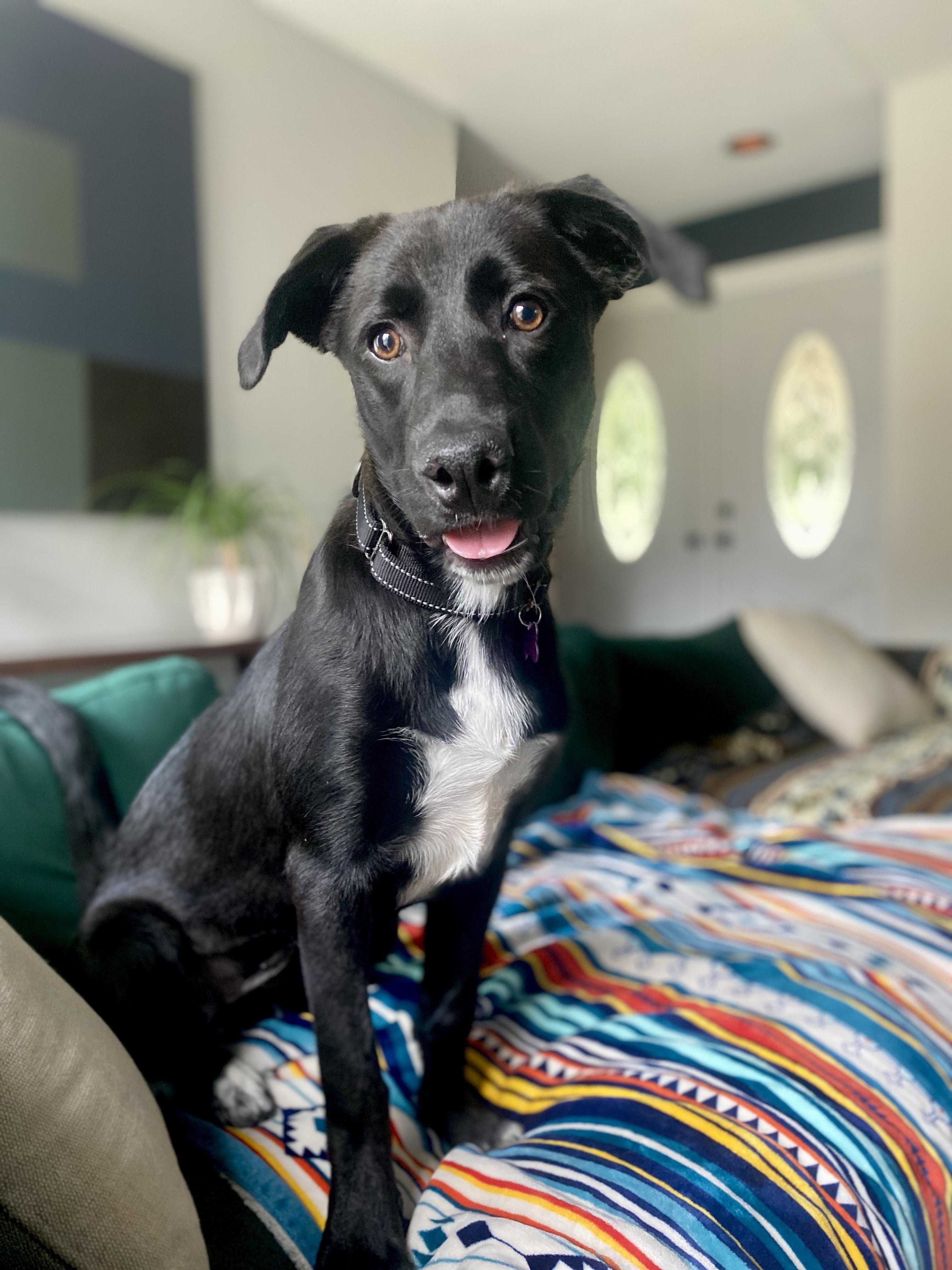 Noreen, a Adoptable mixed breed in Itasca, IL image 5/6