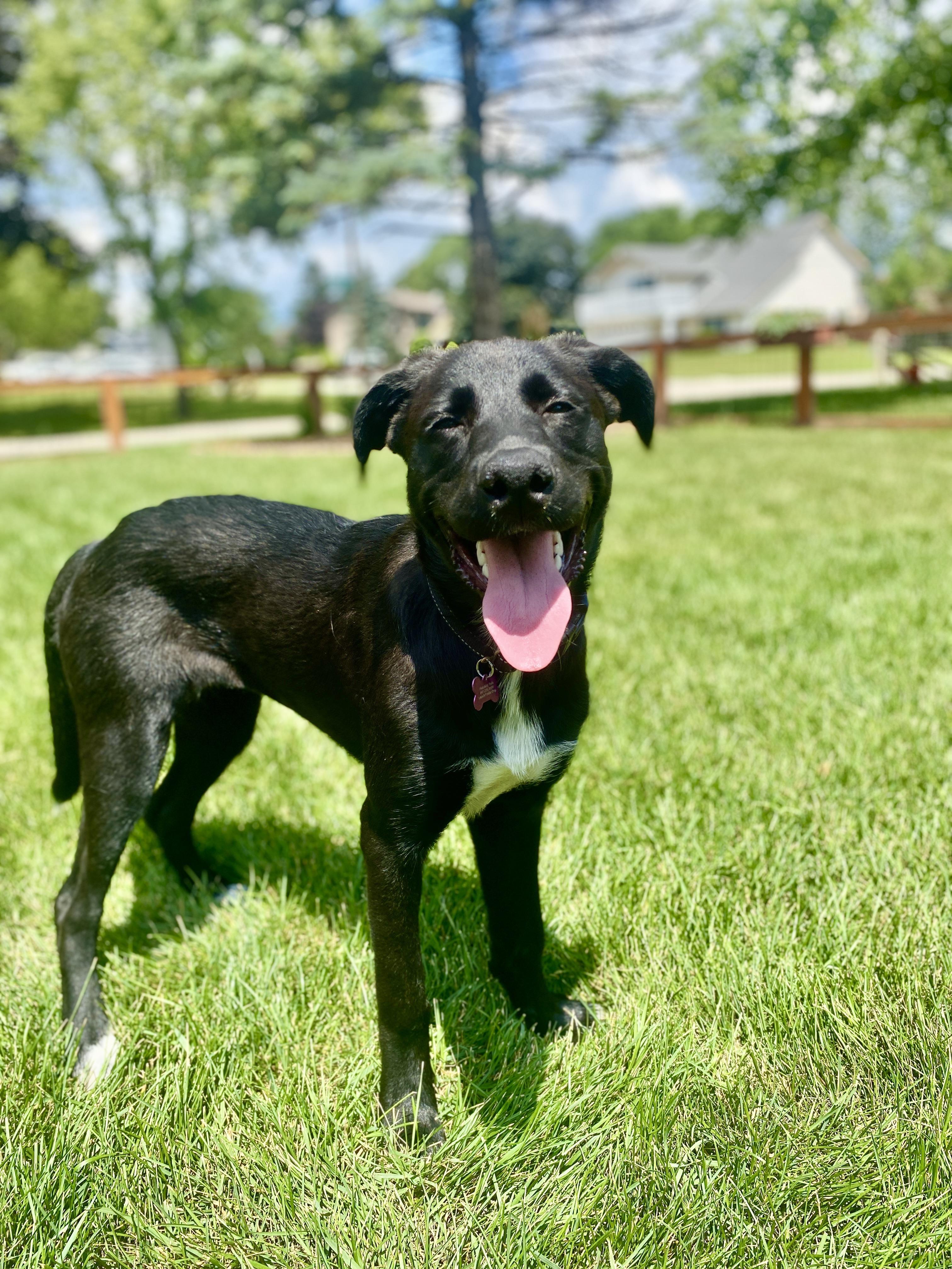 Noreen, a Adoptable mixed breed in Itasca, IL image 6/6