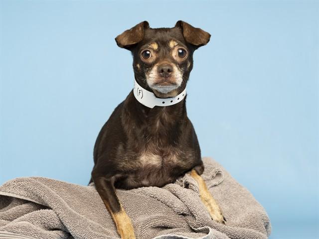 Enlarge LIL MISS, a Adoptable Chihuahua in Phoenix, AZ image 1/1
