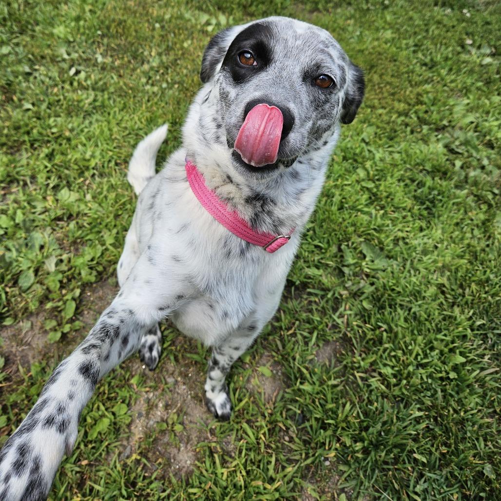 Rosie, a Adoptable Cattle Dog in Concord, NH image 1/3