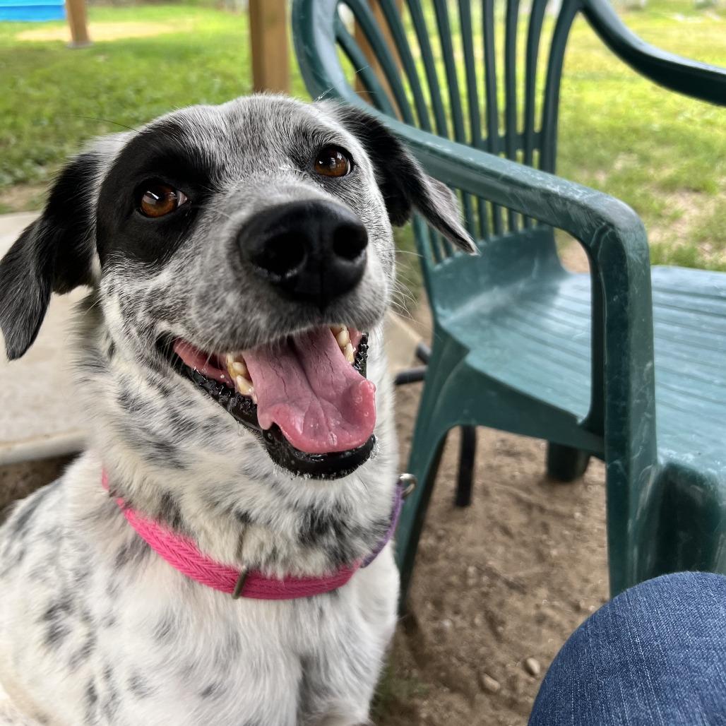Rosie, a Adoptable Cattle Dog in Concord, NH image 2/3