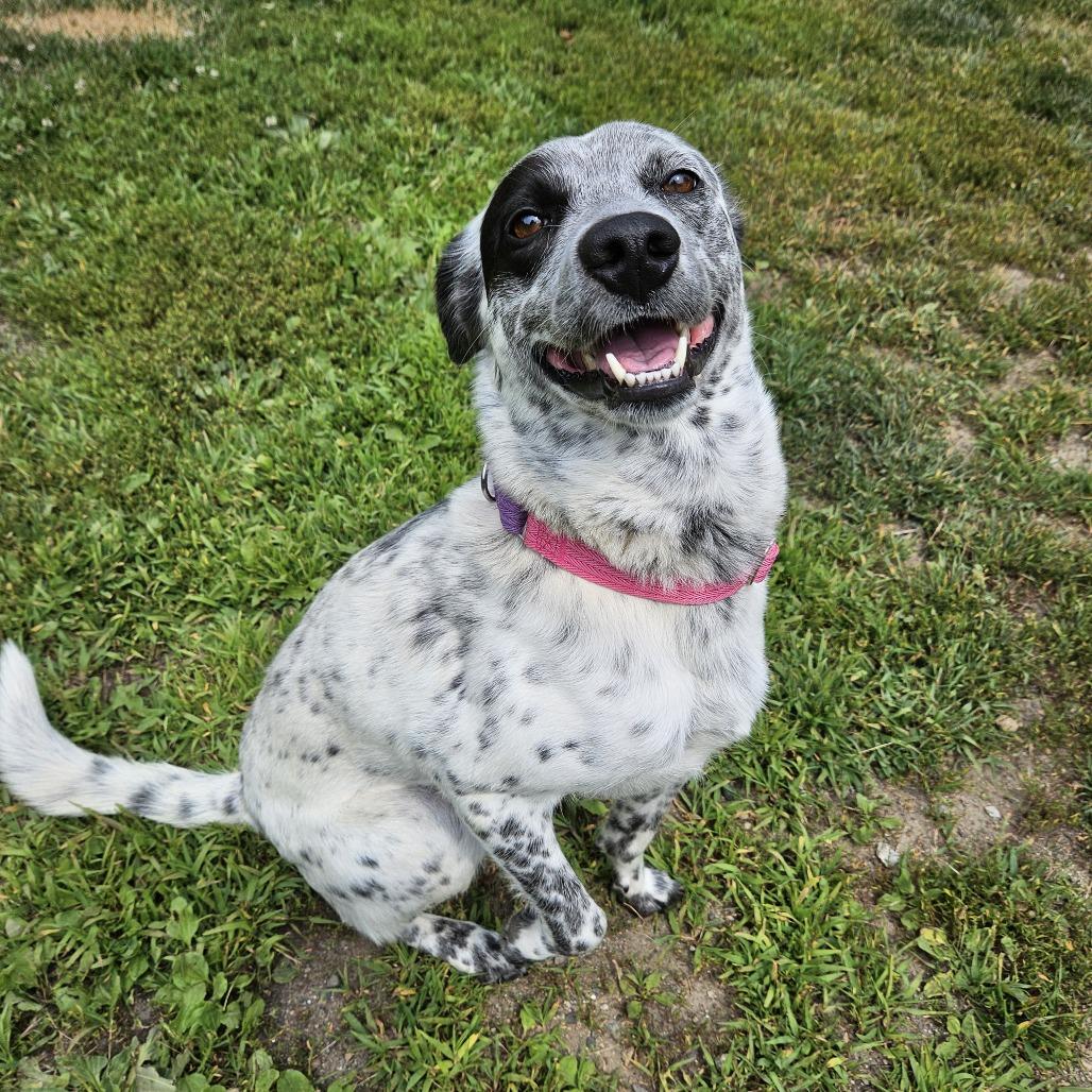 Rosie, a Adoptable Cattle Dog in Concord, NH image 3/3