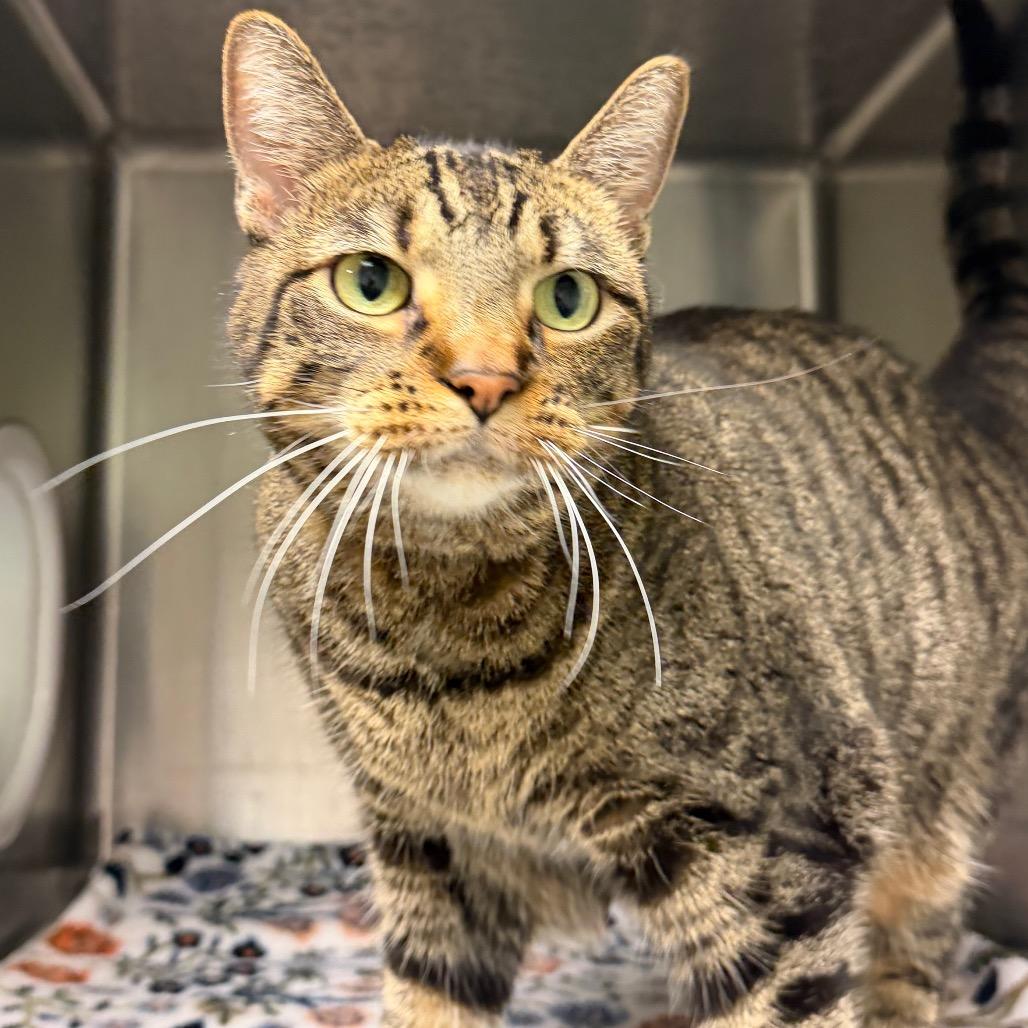 Eden, Adoptable, Adult Female Domestic Short Hair.