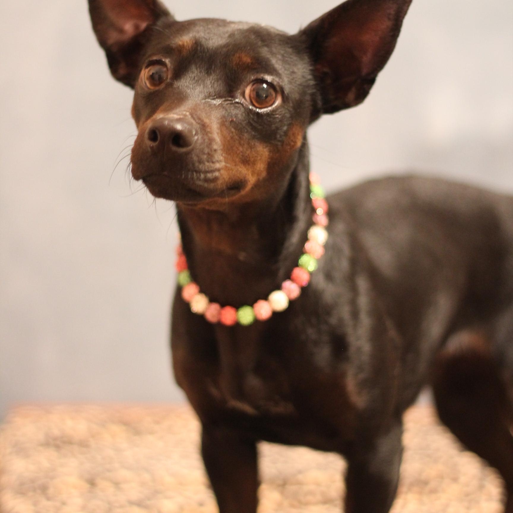 Enlarge Aria, a ADOPTABLE Manchester Terrier in Yukon, OK image 3/3