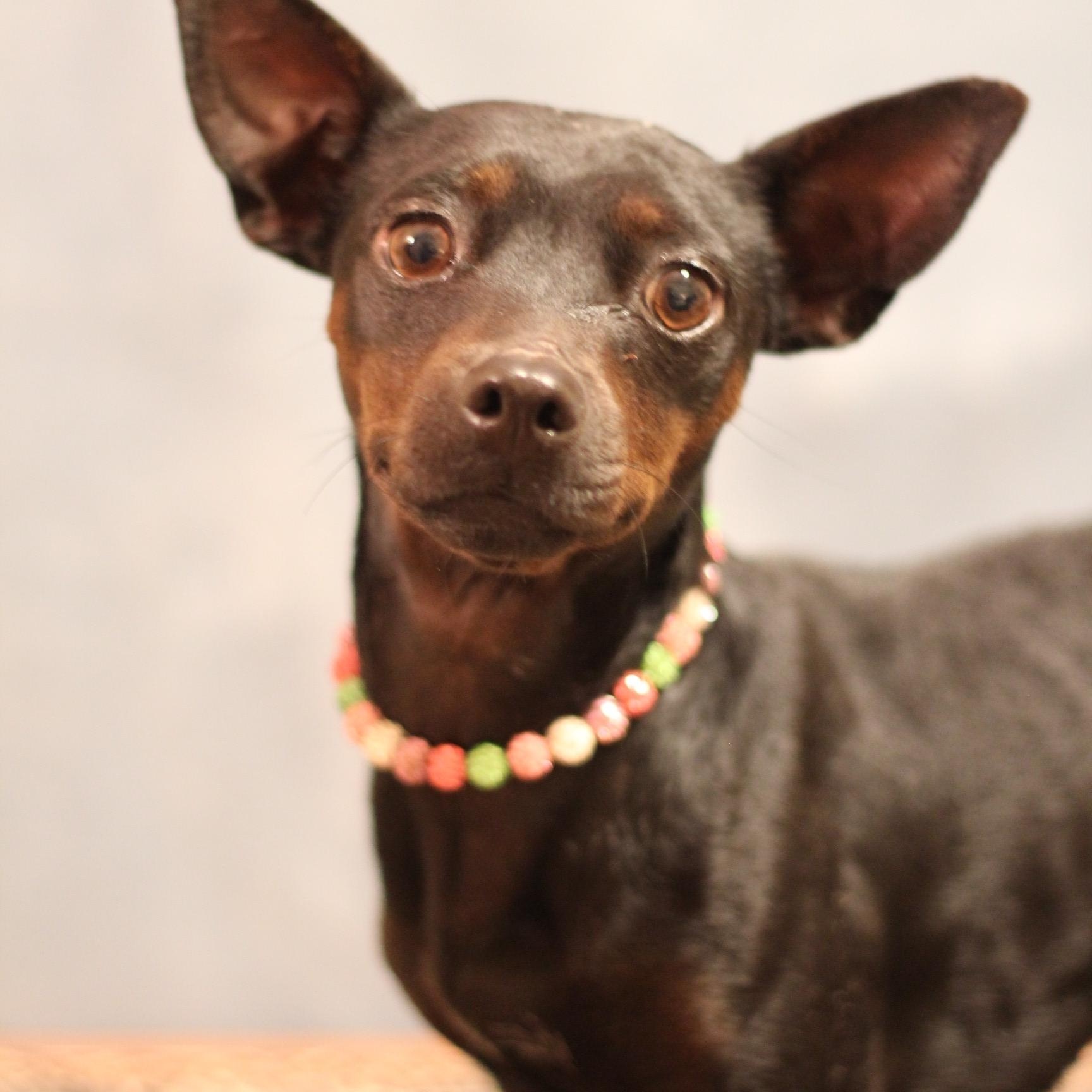 Aria, ADOPTABLE, Adult Female Manchester Terrier.