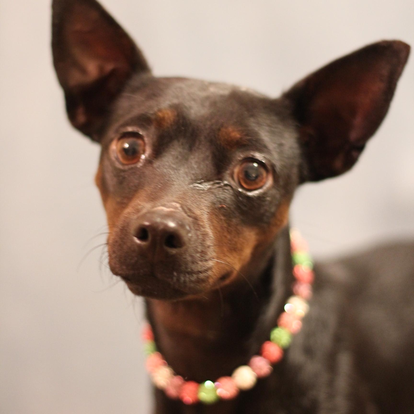 Enlarge Aria, a ADOPTABLE Manchester Terrier in Yukon, OK image 2/3