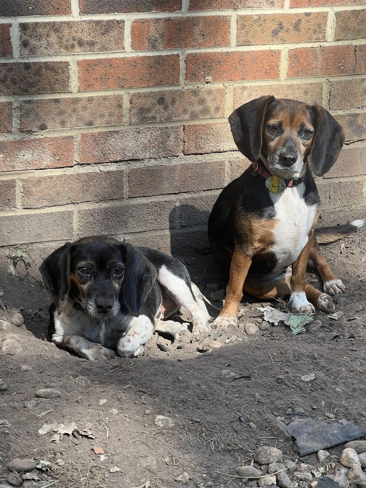 Autumn, adopted, Adult Female Beagle.