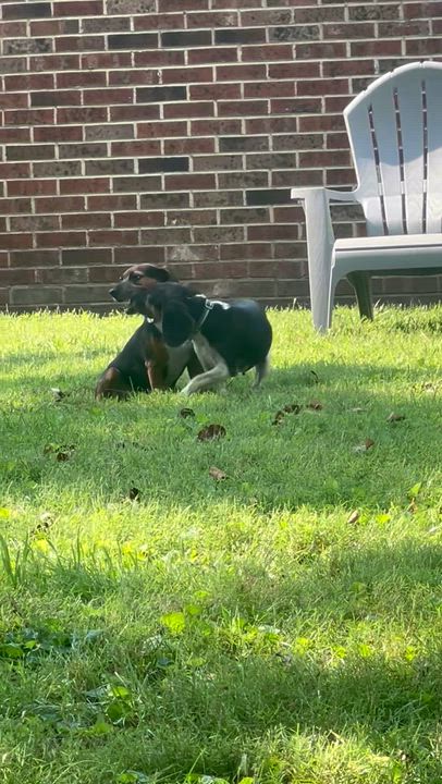 Enlarge Autumn, an adopted mixed breed in Knoxville, TN video 3/4