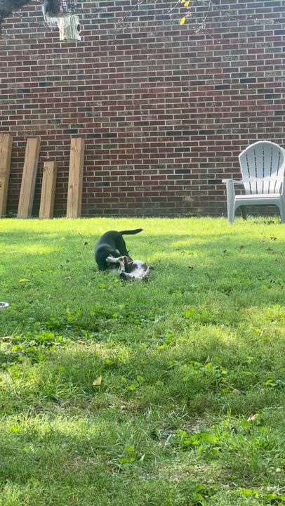 Enlarge Autumn, an adopted mixed breed in Knoxville, TN video 4/4