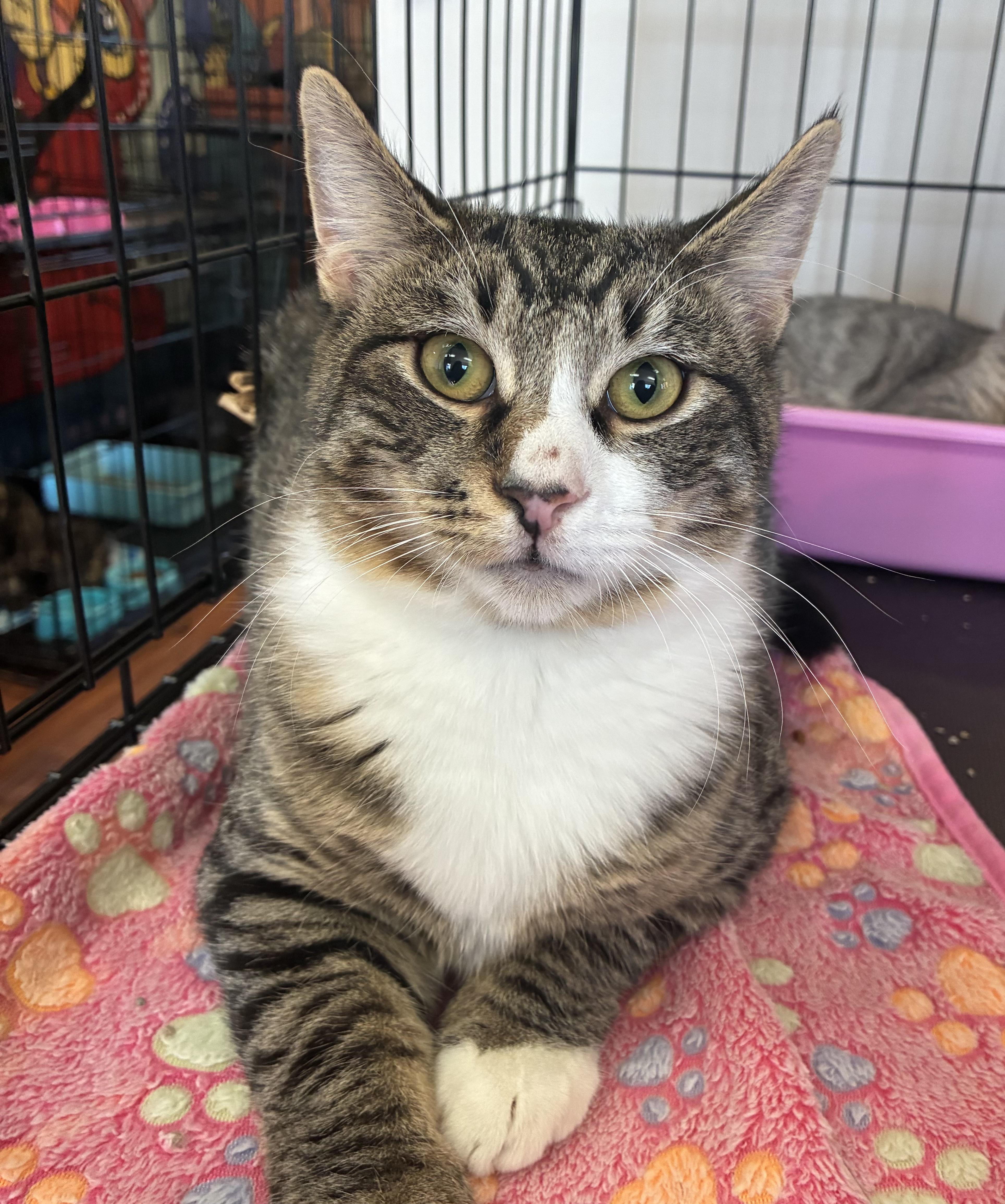 Enlarge Benny, a Adoptable Domestic Short Hair in Breinigsville, PA image 1/3
